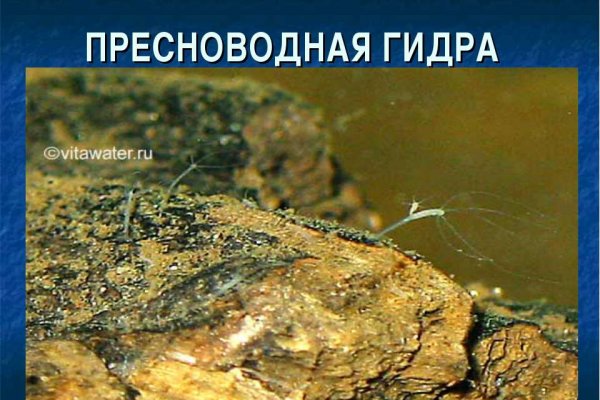 Что за площадка кракен