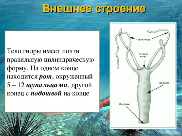 Кракен маркет что это такое